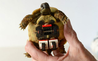 Illustration for article titled This tiny tortoise regains mobility with Lego